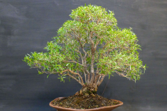 31-Leptospermum-petersonii