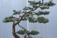 1-Leptospermum-lanigerum