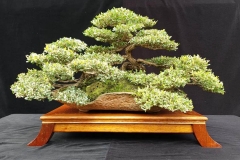 10-Leptospermum-laevigatum