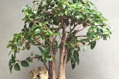 11-Ficus-rubiginosa