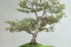 12-Nothofagus-cunninghamii