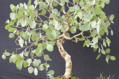13-Eucalyptus-polyanthemos