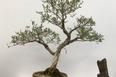 16-Melaleuca-decussata