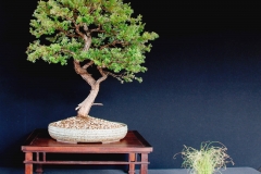 17-Leptospermum-lanigerum
