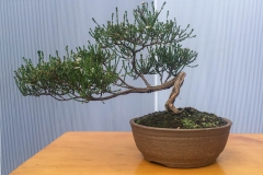 2-Baeckea-brevifolia