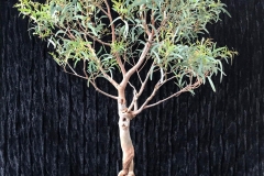 20-Eucalyptus-mannifera
