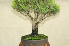 3-Melaleuca-linariifolia
