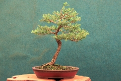 7-Leptospermum-laevigatum