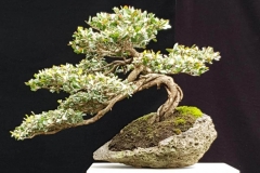 9-Leptospermum-laevigatum