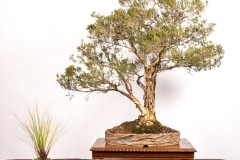 10 Melaleuca ericifolia