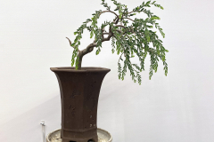 13 Acacia howitti