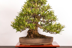 16 Banksia aemula