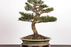17 Melaleuca armillaris