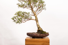 18-Melaleuca-styphelioides