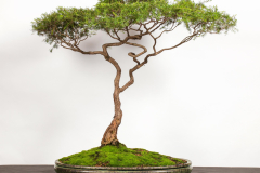 2-Leptospermum-polygalifolium