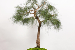 3 Allocasuarina littoralis