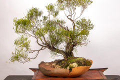 30 Baeckia brevifolia