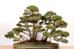 37 Leptospermum laevigatum
