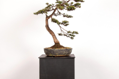 39 Leptospermum lanigerum