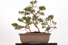 40 Leptospermum laevigatum