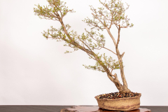 50 Kunzea peduncularis