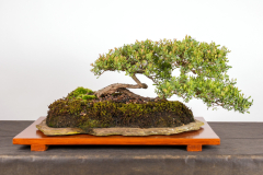 52 Leptospermu laevigatum