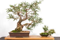 55 Agonis flexuosa