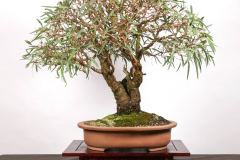 56 Eucalyptus camaldulensis