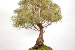 57 Eucalyptus nicholii
