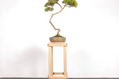 63 Kunzea ambigua