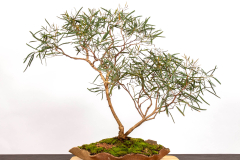 7 Eucalyptus viridis