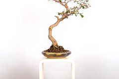 9 Banksia integrifolia