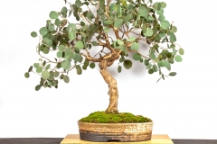 1-Eucalyptus-polyanthemos