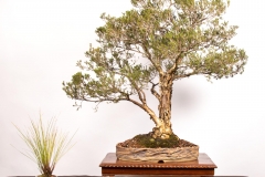 10 Melaleuca ericifolia