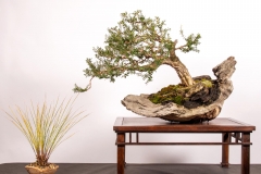 11 Melaleuca squarrosa