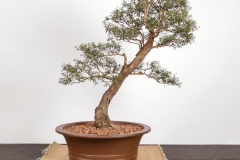 12 Kunzea peduncularis
