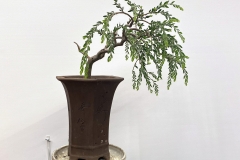 13 Acacia howitti