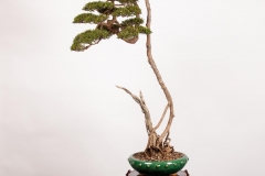 14 Baeckea linifolia