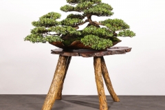 15 Leptospermum laevigatum