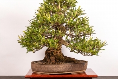 16 Banksia aemula