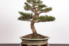 17 Melaleuca armillaris
