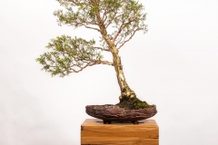 18-Melaleuca-styphelioides