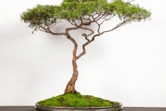 2-Leptospermum-polygalifolium