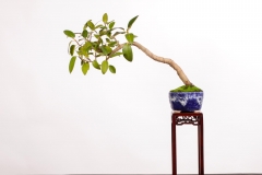 20 Ficus rubiginosa