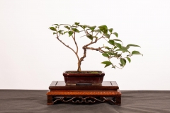 22 Syzygium smithii