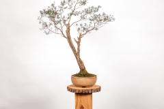 25 Kunzea peduncularis