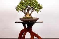 26 Ficus microcarpa