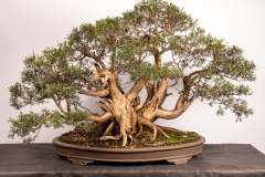 27 Kunzea peduncularis
