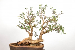 29 Eucalyptus camaldulensis