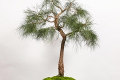 3 Allocasuarina littoralis